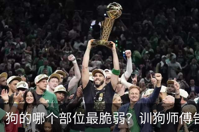 狗的哪个部位最脆弱？训狗师傅告诉你：遇到恶犬扑来，千万别用脚踢，那样会让疯狗越咬越狠，记住以下几点，三两招就能制服疯狗！